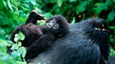 When young gorillas are orphaned, the rest of the troupe apparently adopts them