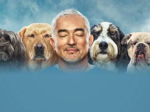 Cesar Millan: Better Human Better Dog Season 4: How Many Episodes & When Do New Episodes Come Out?