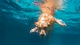 Dog Goes Swimming With Humpback Whales in Stunning Video