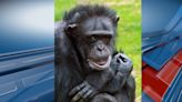 Manhattan Zoo to celebrate 70th birthday of Susie the chimpanzee