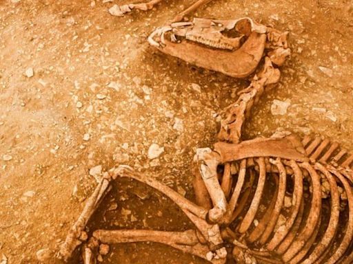 França: Arqueólogos encontram impressionantes cavalos enterrados há 2 mil anos