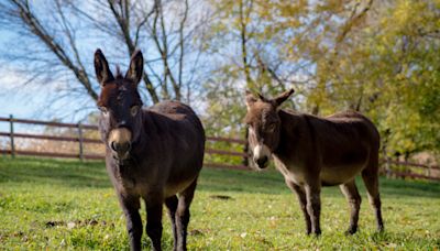 Virginia State Police Round Up 2 Cute Runaway Donkeys and Ruin All Their Fun