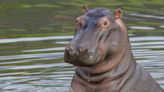 Murió Vanessa, la hipopótamo insignia de la Hacienda Nápoles; hay tristeza en el parque