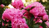 Don’t Spend $27 on Peonies When You Can Grow Your Own