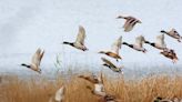 Voting starts soon for Champaign Co.’s best waterfowl with Marsh Madness tournament