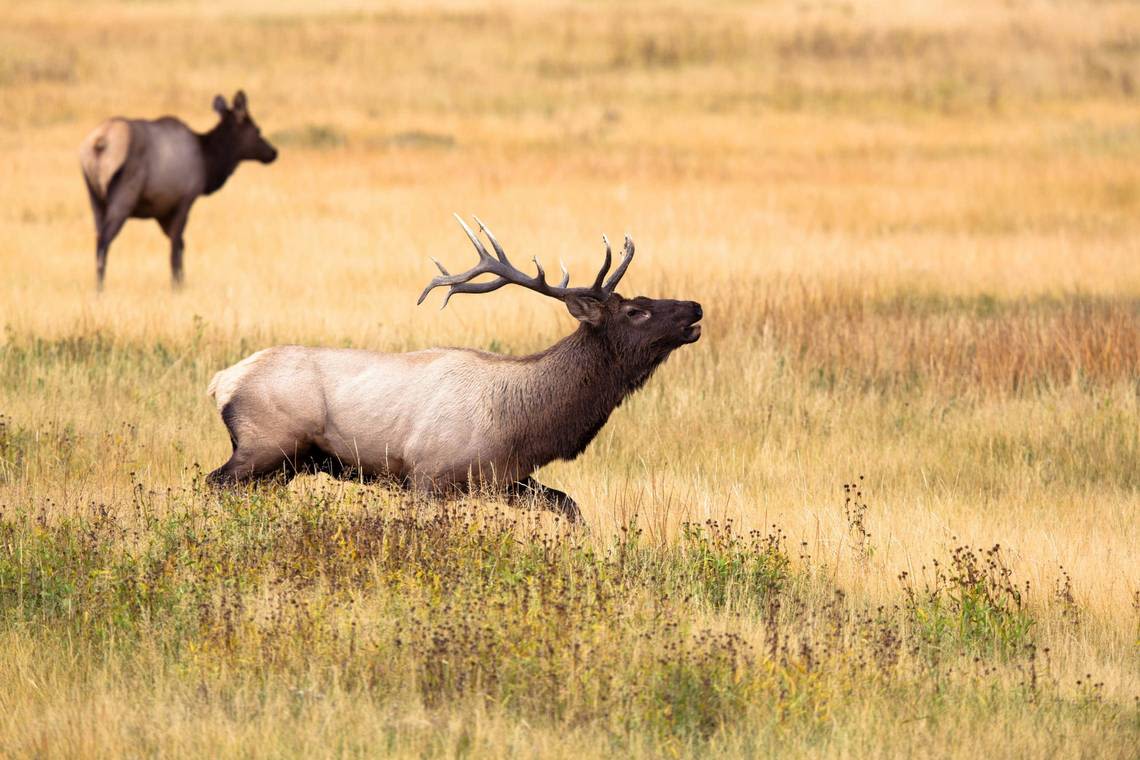 Elk found devoured on football field near Yellowstone in rare attack, school says