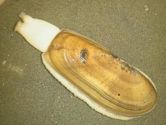 Pacific razor clam