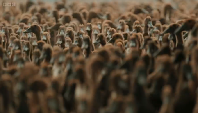 Race Across the World viewers can't believe duck herding is an actual job