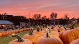 A plethora of pumpkins: 5 places to get the iconic fall fruit in the Mohawk Valley