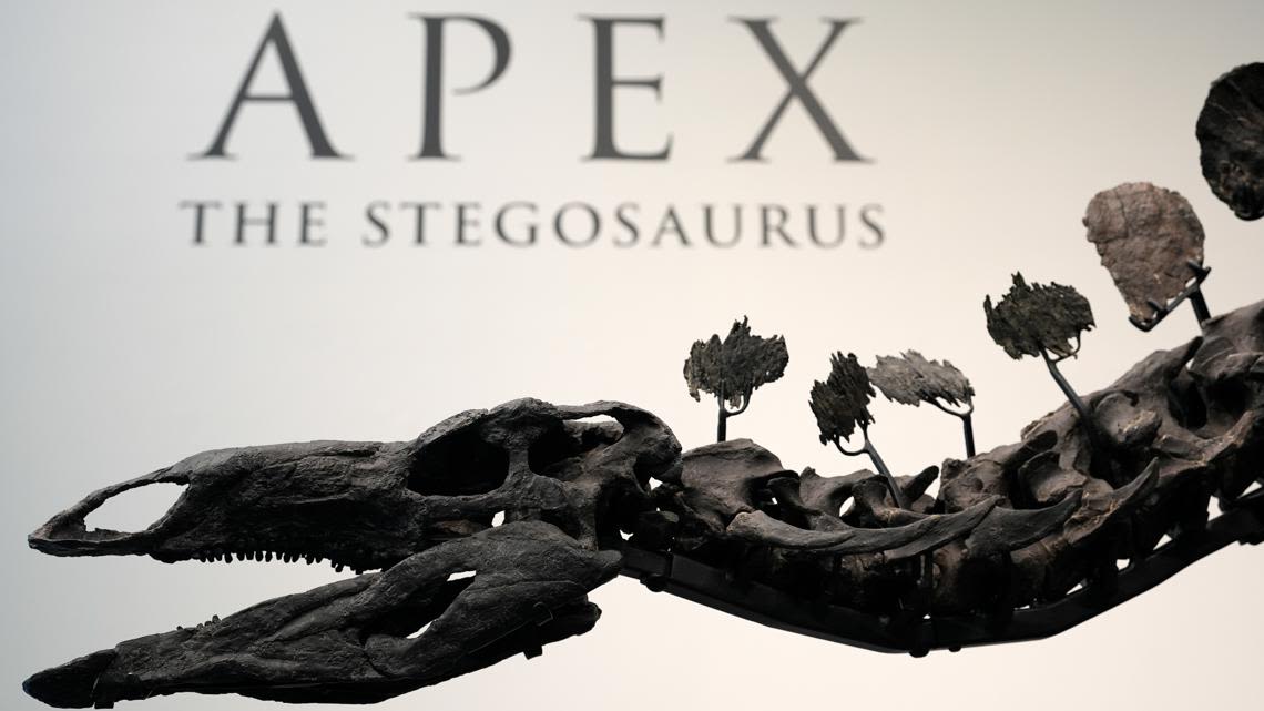 Stegosaurus fossil likely to draw millions at auction