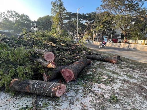 Private property owners complain over Bengaluru civic body’s inordinate delays to grant permission to axe trees