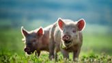 UK records case of swine flu in rare strain spread between pigs and humans