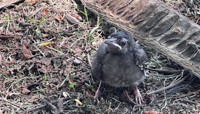 紅嘴黑鵯幼鳥學飛遇雨落難 (圖)