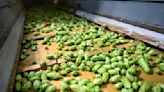 Germany takes top hops spot back from US after nine years