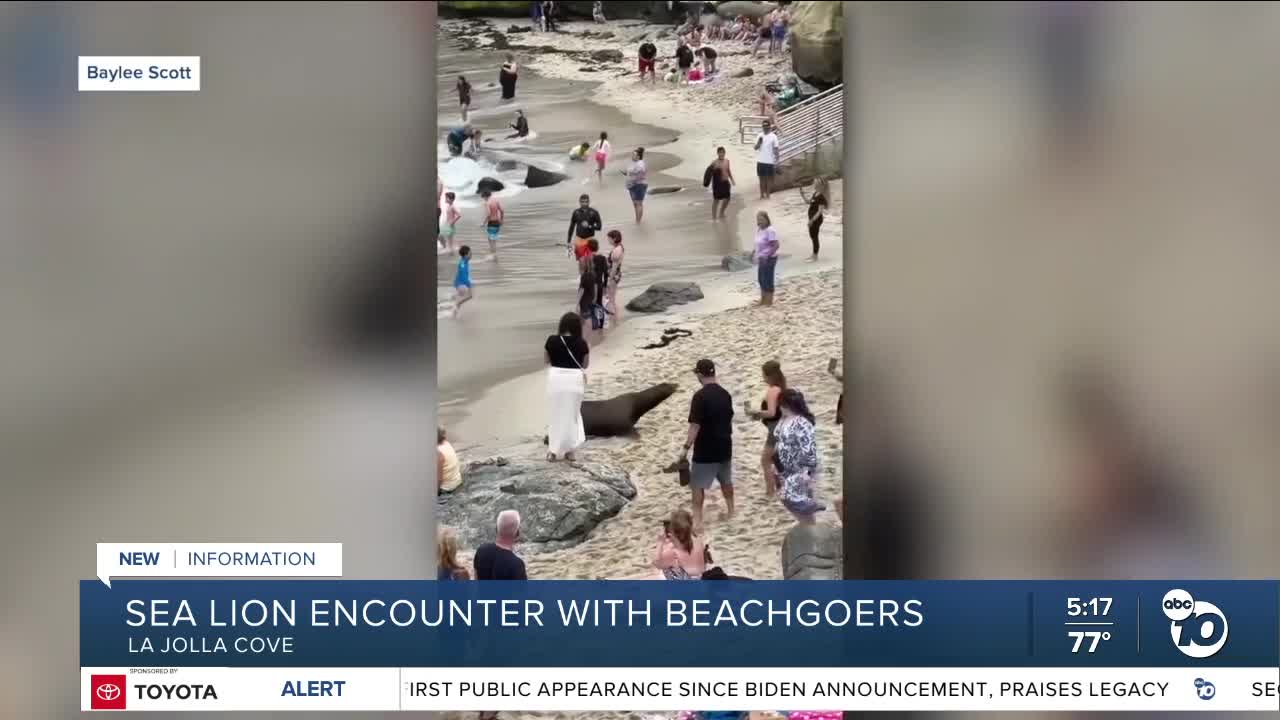 Sea lion rushes towards beachgoers at La Jolla Cove