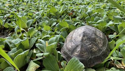 夏季也是龜類繁殖季！動保處呼籲民眾大雨後撿到烏龜別亂養 當心挨罰