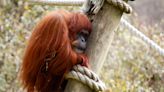 'Feisty queen:' Atlanta zoo mourns Biji the orangutan, who lived to an 'exceptional' age