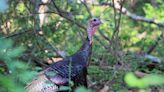 Why did turkey hunting stamp bill die in the Mississippi Legislature? "It's embarrassing"