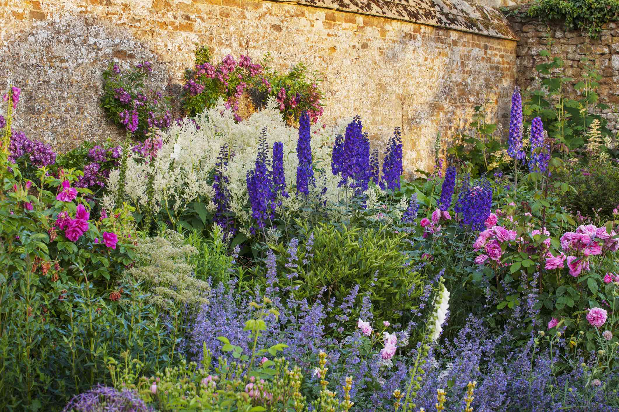 24 Tall Perennial Flowers That Will Take Your Garden to New Heights
