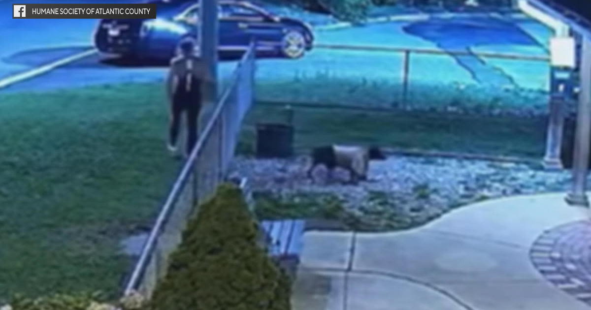 Video catches abandoned dog being tossed over fence at Atlantic City shelter