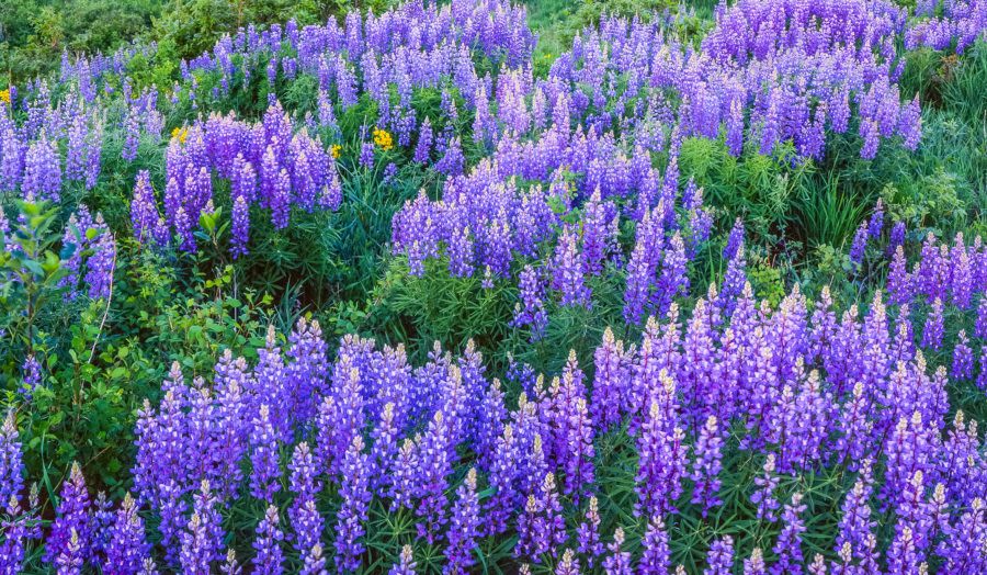 When do wildflowers bloom in Colorado?