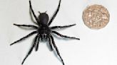全球最毒！澳洲發現體型最大雄性「雪梨漏斗網蜘蛛」