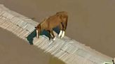 Inundação no RS: Como está o cavalo Caramelo, resgatado de cima de um telhado após 5 dias?