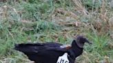 MDC, USDA need help tracking black vulture sightings