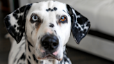 Dalmatian Gives Her Mom the Craziest Side-Eye After She Let a Man in to See Their Apartment