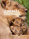 Animal Super Parents