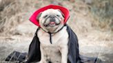 Pug's 'Dracula' Halloween Costume Is Simply Irresistible