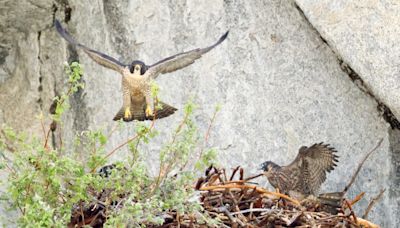 Peregrine falcons mount a comeback in Yosemite, thanks to rock climbers