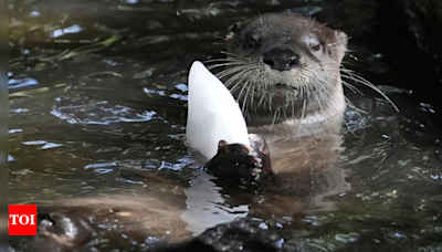 Frozen treats, cold showers and lots of ice; Florida zoo works to protect animals from summer heat - Times of India