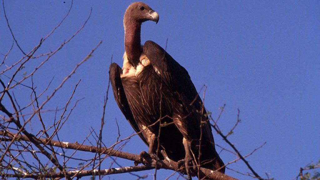 How decline of Indian vultures led to 500,000 human deaths