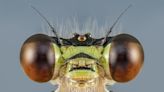 The fascinating sex lives of insects