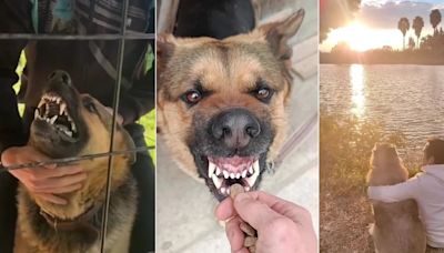 La historia de Damián, un perro que fue maltratado pero con amor cambió su vida: “Todos merecen una segunda oportunidad”