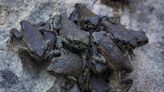 Nature group advises caution around Vancouver Island's migrating toadlets