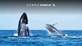 Piura: Turismo se prepara para el avistamiento de ballenas