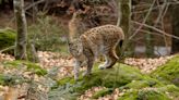 1,500-year-old burial of lynx with 4 dogs stacked on it puzzles archaeologists