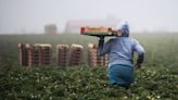 Los trabajadores agrícolas y de alimentos podrán recibir cheque de ayuda financiera