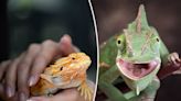 Rare salmonella strain linked to pet lizards — dozens of people sickened, CDC warns