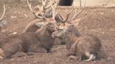 日本奈良鹿頻破壞農作物 奈良擬擴大撲殺鹿範圍