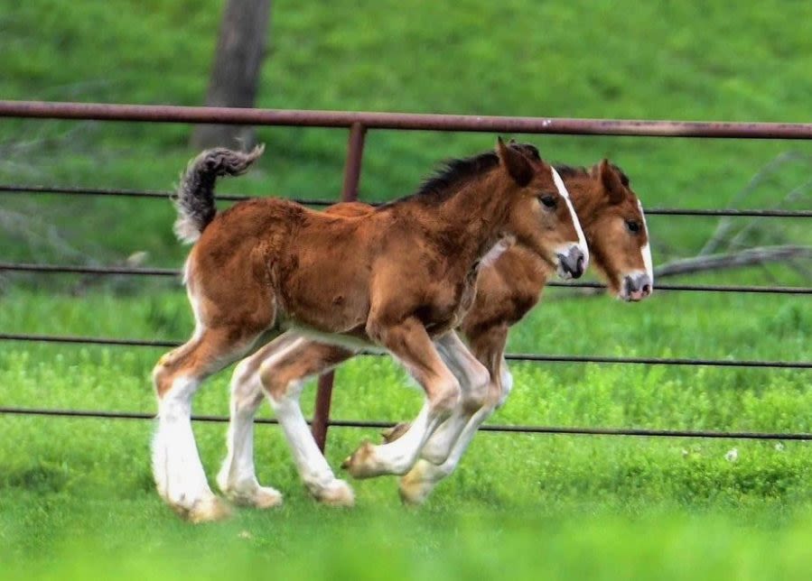 Warm Springs Ranch welcomes 15 new Budweiser Clydesdale foals