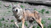 Culling controversy as French wolf population falls in 2023