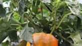 Here are the top tomato and pepper varieties to grow in Colorado gardens, per CSU study