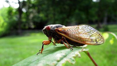 Billions of cicadas are on their way. They’ll appear by early next week in the St. Louis area.