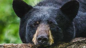 Dead bear found in metro Atlanta road after other sightings in area, officials say