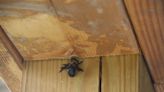 How To Keep Carpenter Bees Away From Your Home