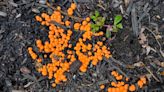 Homeowner mystified by strange, ‘cheese-puff’ like overnight growth in their garden: ‘I had some pop up in my yard too’