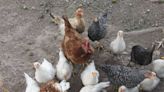 ¿Podría haber una nueva pandemia por gripe aviar A(H5N2)? Alejandro Macías responde
